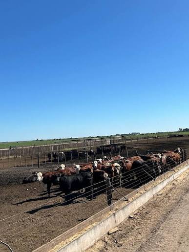 Nivel de encierre ¿Cuánto de la oferta futura está hoy en los corrales?