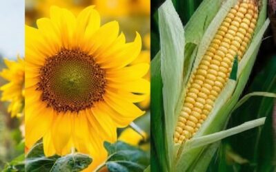 Impulso en la implantación de maíz y girasol