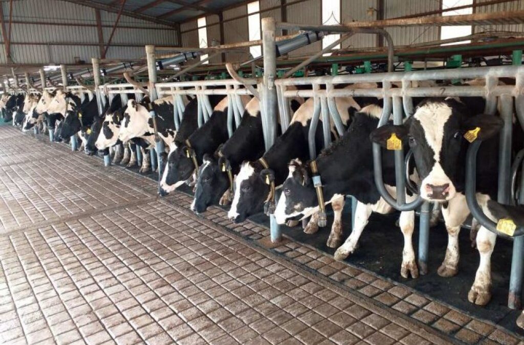 La producción y el consumo de leche crecieron por arriba del 4% en los primeros 8 meses del 2026