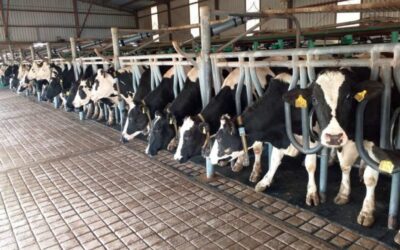 La producción y el consumo de leche crecieron por arriba del 4% en los primeros 8 meses del 2026
