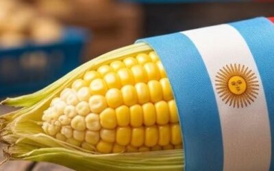 El milagro del maíz argentino: precios firmes y alta competitividad en el mercado global El milagro del maíz argentino: precios firmes y alta competitividad en el mercado global