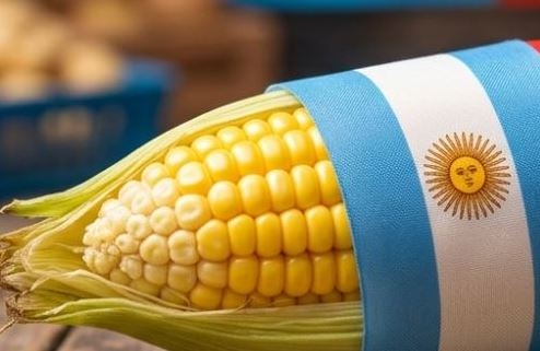 El milagro del maíz argentino: precios firmes y alta competitividad en el mercado global
