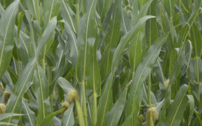 Maíz: diagnóstico, nutrición y agua, tres claves para aprovechar el potencial de rendimiento Maíz: diagnóstico, nutrición y agua, tres claves para aprovechar el potencial de rendimiento