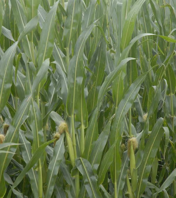 Maíz: diagnóstico, nutrición y agua, tres claves para aprovechar el potencial de rendimiento