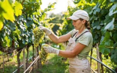 Paritaria vitivinícola: alcanzaron acuerdo de 3,6% para bodega, y 3,4% para viña