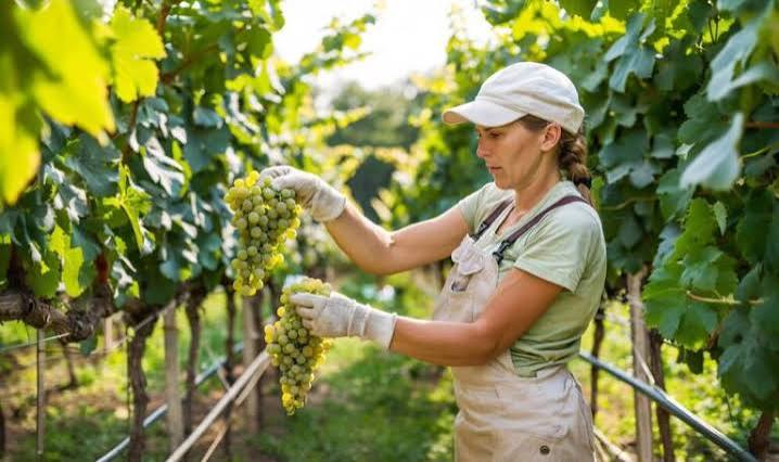 Paritaria vitivinícola: alcanzaron acuerdo de 3,6% para bodega, y 3,4% para viña