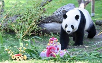 China envía pandas gigantes a EE. UU. para impulsar la cooperación internacional sobre estos animales: una forma de hacer política también