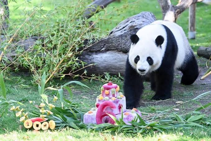 China envía pandas gigantes a EE. UU. para impulsar la cooperación internacional sobre estos animales: una forma de hacer política también