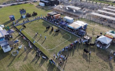 60.000 cabezas vendidas y una pista Angus que volvió a mostrar el valor de la genética 60.000 cabezas vendidas y una pista Angus que volvió a mostrar el valor de la genética