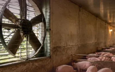 Amoníaco en granjas porcinas: por qué ventilar más solo diluye el problema pero no lo resuelve en la fosa