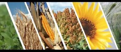 Campaña 2026/27: El agro argentino se prepara para un nuevo año de cosecha histórica