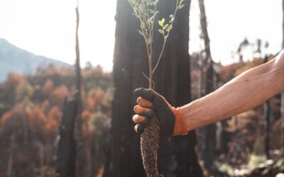 Más de 100.000 árboles nativos serán plantados en áreas afectadas por incendios en Chubut Más de 100.000 árboles nativos serán plantados en áreas afectadas por incendios en Chubut