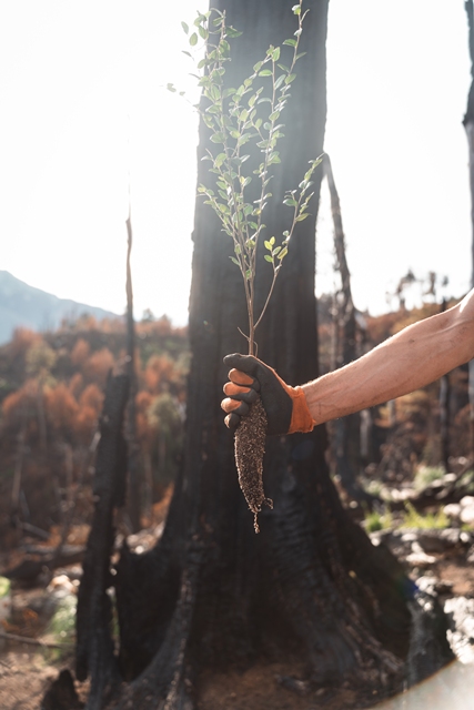 Más de 100.000 árboles nativos serán plantados en áreas afectadas por incendios en Chubut