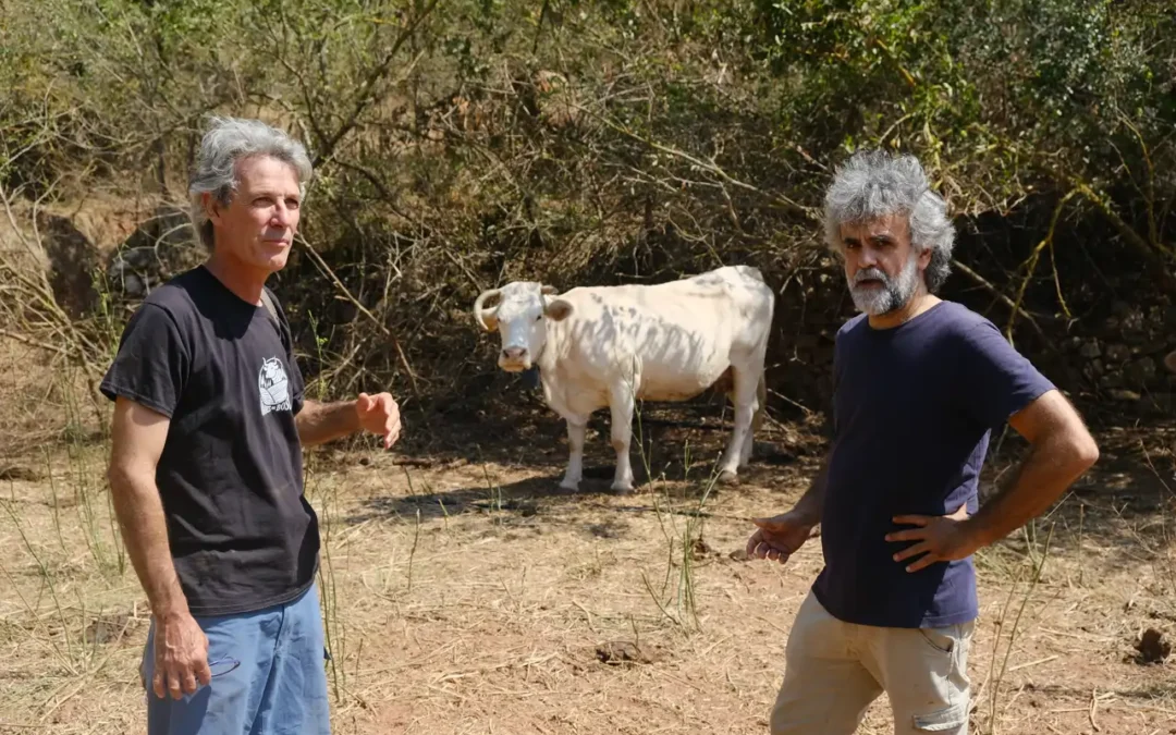 Vacas con GPS y vallado virtual: la innovadora solución tecnológica para prevenir devastadores incendios forestales