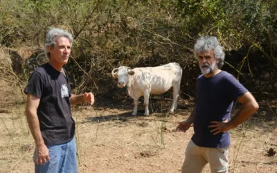 Vacas con GPS y vallado virtual: la innovadora solución tecnológica para prevenir devastadores incendios forestales Vacas con GPS y vallado virtual: la innovadora solución tecnológica para prevenir devastadores incendios forestales