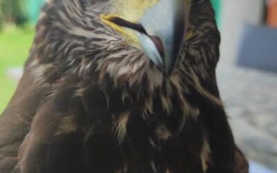 Gavilanes y drones contra las plagas: así ahuyenta una empresa argentina a palomas y cotorras sin químicos