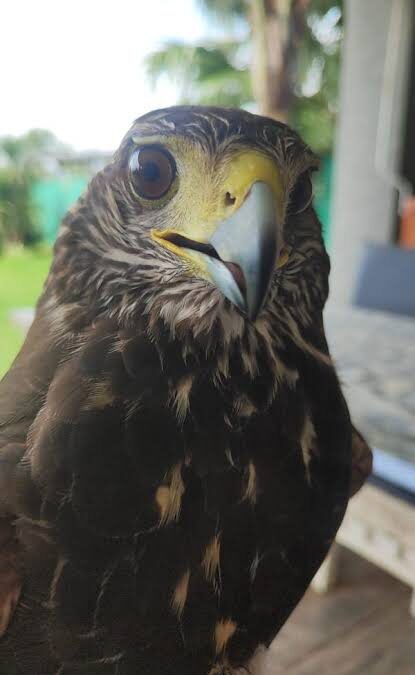 Gavilanes y drones contra las plagas: así ahuyenta una empresa argentina a palomas y cotorras sin químicos