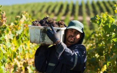 La Revolución Digital del Vino Argentino: Cómo la Tecnología Mueve la Frontera de la Vitivinicultura