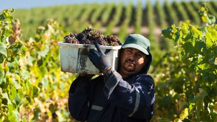 La Revolución Digital del Vino Argentino: Cómo la Tecnología Mueve la Frontera de la Vitivinicultura