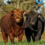 Se presentó la Semana Angus de Primavera edición Banco Provincia: la gran cita de la genética y los negocios ganaderos Se presentó la Semana Angus de Primavera edición Banco Provincia: la gran cita de la genética y los negocios ganaderos