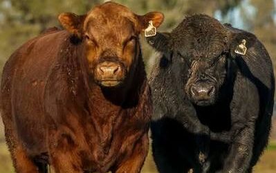 Se presentó la Semana Angus de Primavera edición Banco Provincia: la gran cita de la genética y los negocios ganaderos Se presentó la Semana Angus de Primavera edición Banco Provincia: la gran cita de la genética y los negocios ganaderos