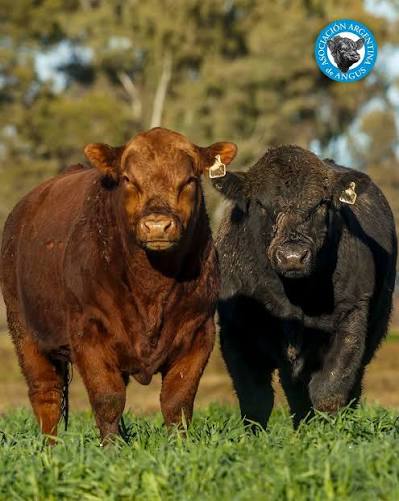 Se presentó la Semana Angus de Primavera edición Banco Provincia: la gran cita de la genética y los negocios ganaderos