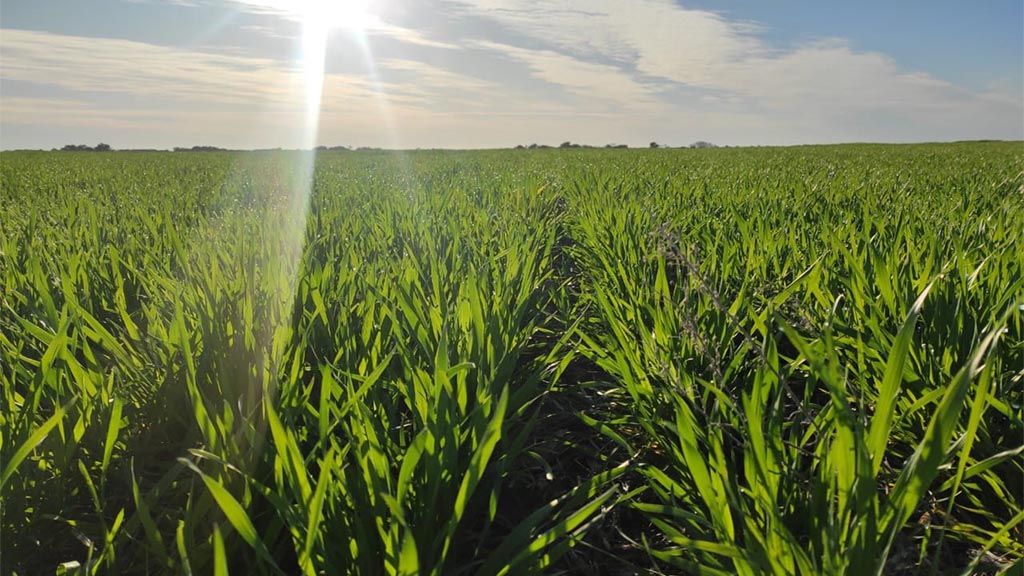 El trigo empieza a sentir la falta de agua en la zona núcleo: 160.000 hectáreas están en condición regular
