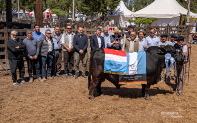ExpoBRA 2026: La élite bovina deslumbró en las Juras de machos y en un remate histórico de 14.500 cabezas