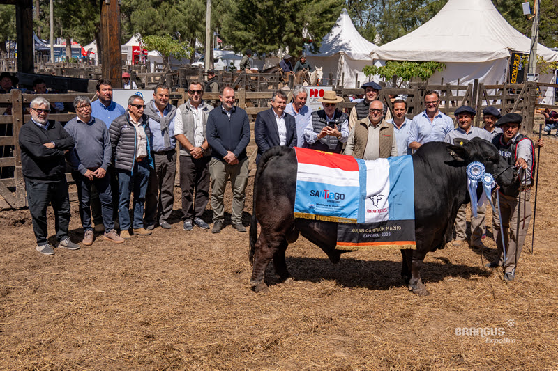 ExpoBRA 2026: La élite bovina deslumbró en las Juras de machos y en un remate histórico de 14.500 cabezas