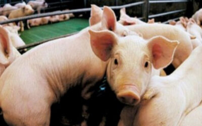 Cerdo barato en Brasil: la brecha de precios con la Argentina supera el 60% y presiona a los productores locales Cerdo barato en Brasil: la brecha de precios con la Argentina supera el 60% y presiona a los productores locales