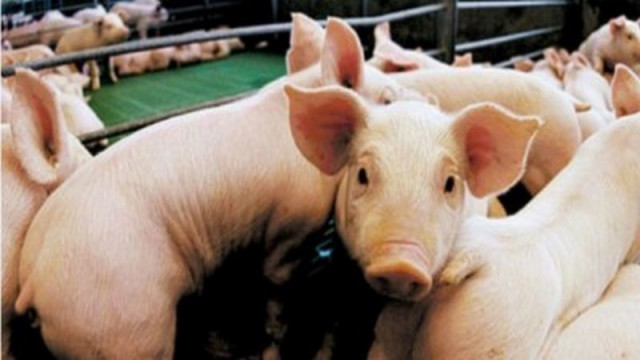 Cerdo barato en Brasil: la brecha de precios con la Argentina supera el 60% y presiona a los productores locales
