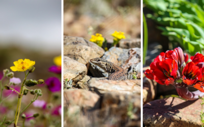 Atacama quiere que su desierto florido sea patrimonio mundial de la UNESCO Atacama quiere que su desierto florido sea patrimonio mundial de la UNESCO