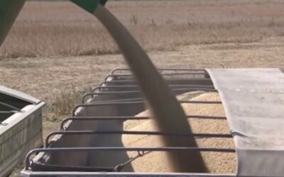 Ley de Semillas: el Gobierno analizará el reclamo del campo antes de definir quién pagará regalías Ley de Semillas: el Gobierno analizará el reclamo del campo antes de definir quién pagará regalías