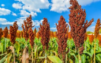 Sorgo: Argentina se posiciona para convertirse en el tercer exportador mundial en la campaña 2026/27 Sorgo: Argentina se posiciona para convertirse en el tercer exportador mundial en la campaña 2026/27