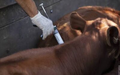 Vacunación antiaftosa: Procedimientos para la libre elección de veterinarios acreditados