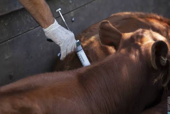 Vacunación antiaftosa: Procedimientos para la libre elección de veterinarios acreditados