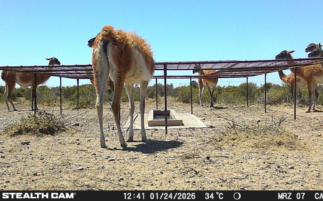 Diseñan modelo para disuadir a los guanacos de utilizar los bebederos de ganado