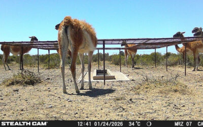 Diseñan modelo para disuadir a los guanacos de utilizar los bebederos de ganado Diseñan modelo para disuadir a los guanacos de utilizar los bebederos de ganado