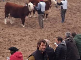 Bulltrack: la startup argentina que une tecnología y ganadería para potenciar el negocio de la carne