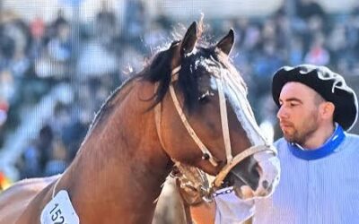 ¿Los caballos huelen el miedo? Un estudio confirma cómo el olfato altera el comportamiento equino