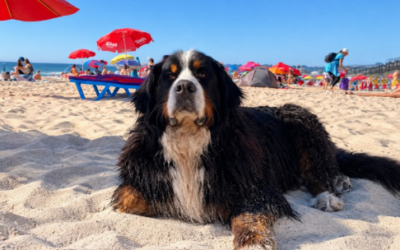 Requisitos, plazos y la opción digital que simplifica el trámite para viajar con mascotas al exterior Requisitos, plazos y la opción digital que simplifica el trámite para viajar con mascotas al exterior