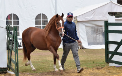 Jujuy exhibió lo mejor del caballo peruano de paso en su 17° Concurso Jujuy exhibió lo mejor del caballo peruano de paso en su 17° Concurso