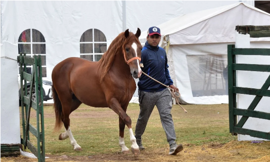 Jujuy exhibió lo mejor del caballo peruano de paso en su 17° Concurso