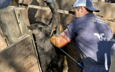 Cada mercado que se abre para la carne argentina esconde una apasionante historia de sanidad