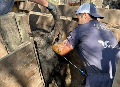Cada mercado que se abre para la carne argentina esconde una apasionante historia de sanidad