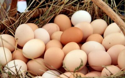 Argentina lidera el consumo mundial de huevo: ¿cuál es la cantidad por persona?