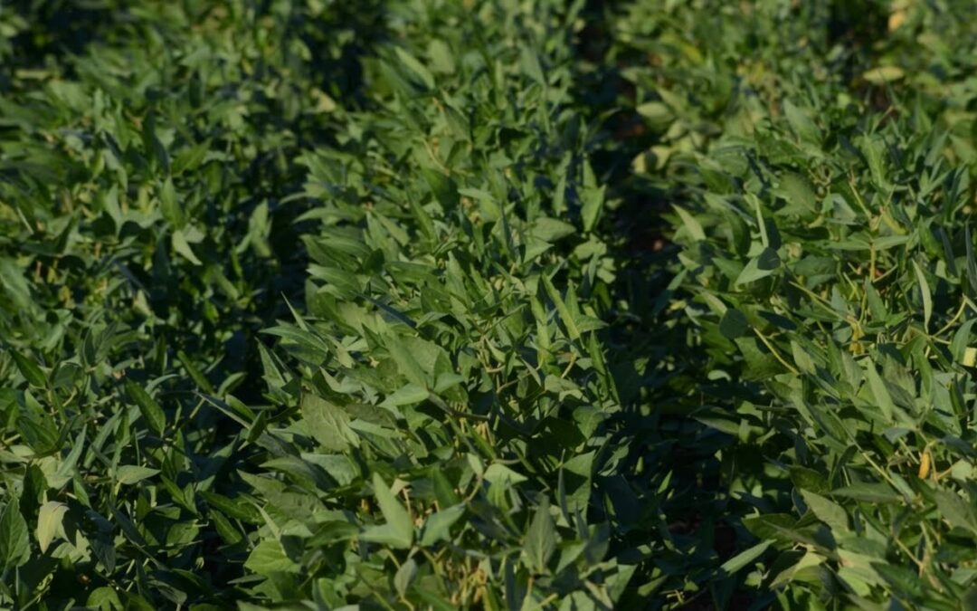 El Gobierno Nacional autorizó la comercialización de una nueva soja genéticamente modificada con múltiple tolerancia a herbicidas