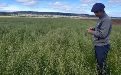 El desafío de producir la pastura más austral del mundo en la Patagonia El desafío de producir la pastura más austral del mundo en la Patagonia