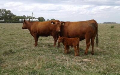 Ganadería argentina: el proyecto GANASUR impulsa un incremento en la producción por vientre y busca mitigar el impacto ambiental