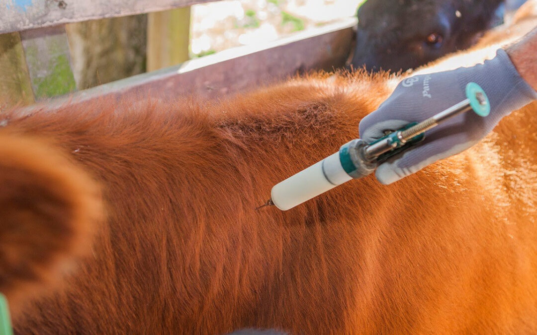 Brucelosis bovina: la prevención ya no termina con la vacunación obligatoria de las terneras
